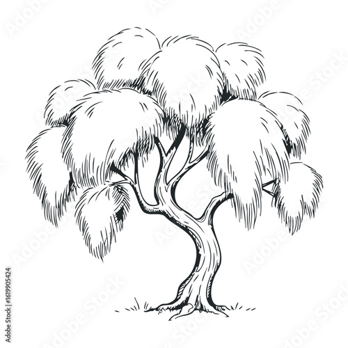 Detailed black and white ink drawing of a willow tree with drooping branches. Vector illustration
