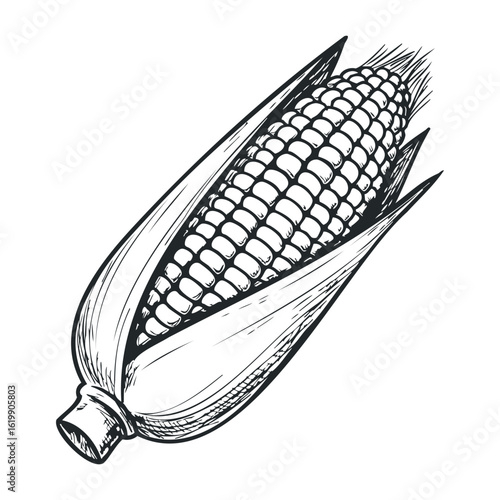 Detailed black and white drawing of corn cob with husk coarse texture. Vector illustration