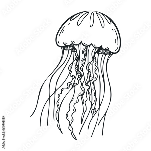 Black and white jellyfish sketch with tentacles. Vector illustration