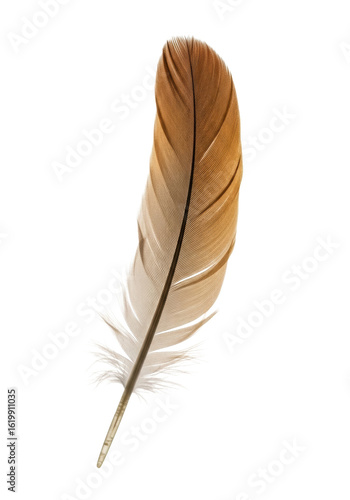 A single, meticulously detailed bird feather, soft downy base with light brown to tan gradient, dark brown curved tip, floating on transparent studio background with no shadows. Concept for natural