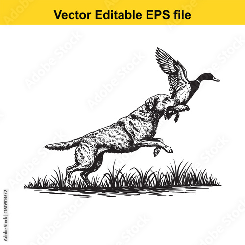 Chesapeake Bay Retriever Vintage Black & White Hunting Dog Illustration with Muller Duck – Standing, Jumping, and Hunting Pose