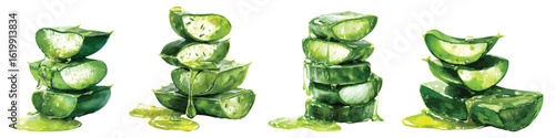 Set watercolor of stacked green aloe vera leaves cut sliced with gel dripping isolated on transparent background