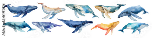Set watercolor whale species marine mammals ocean life isolated on transparent background