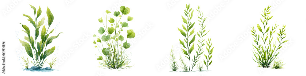 Fototapeta premium Watercolor Green Plants and Grass Tufts Isolated on White