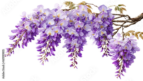Close-up of wisteria blossoms hanging from branches