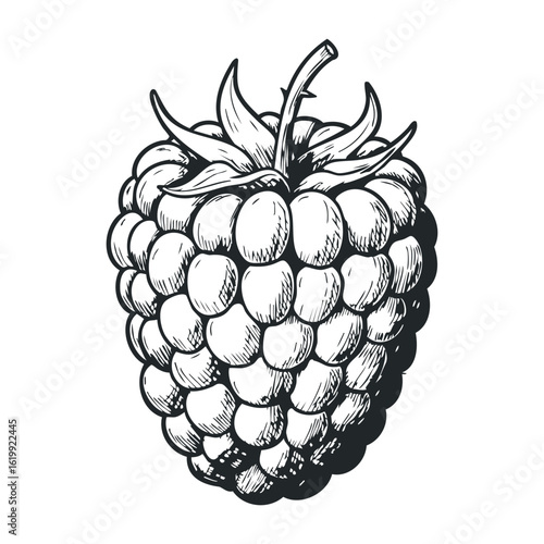 Detailed black and white raspberry sketch with leafy top. Vector illustration
