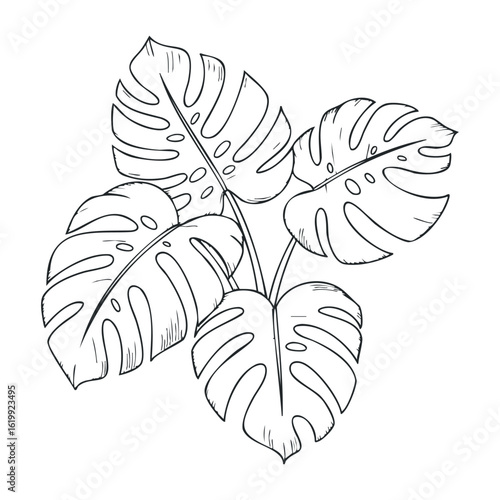 Monstera deliciosa outline drawing with detailed leaf patterns. Vector illustration