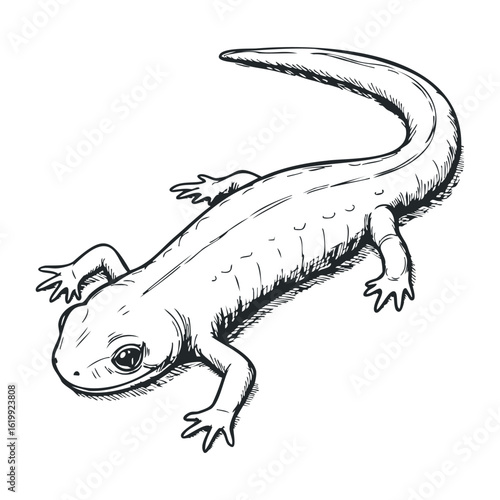 Detailed black and white sketch of a salamander in profile view. Vector illustration
