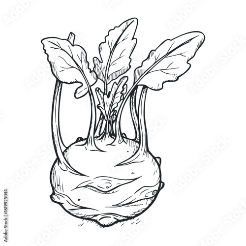 Kohlrabi drawing with detailed leaves and texture in black and white. Vector illustration