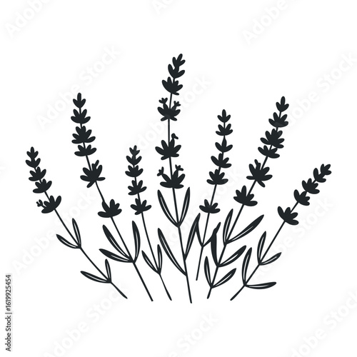 Wallpaper Mural Simple black silhouette of lavender stems with blossoms. Vector illustration Torontodigital.ca