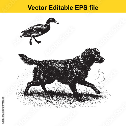 Curly-Coated Retriever Vintage Black & White Hunting Dog Illustration with Muller Duck – Standing, Jumping, and Hunting Pose