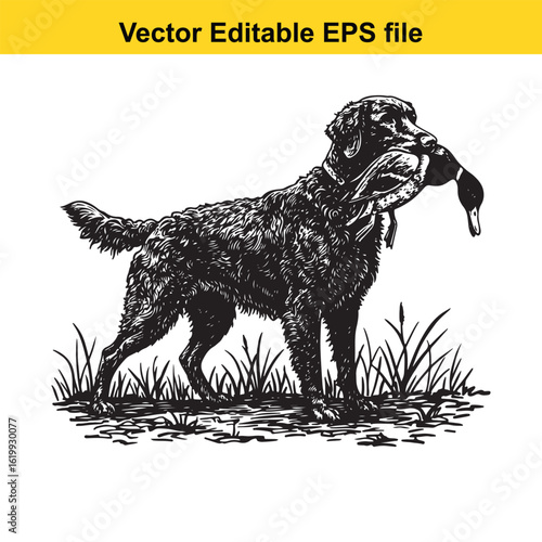 Curly-Coated Retriever Vintage Black & White Hunting Dog Illustration with Muller Duck – Standing, Jumping, and Hunting Pose