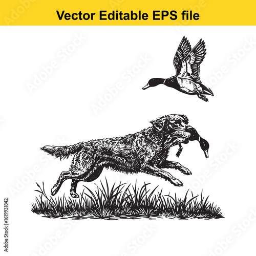 Curly-Coated Retriever Vintage Black & White Hunting Dog Illustration with Muller Duck – Standing, Jumping, and Hunting Pose