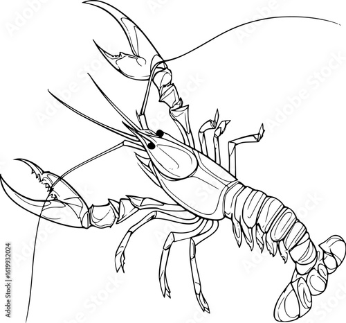 Crawfish Vector Sketch for Coloring Page