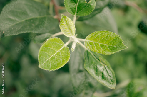 Young Apple Tree Leaves and...