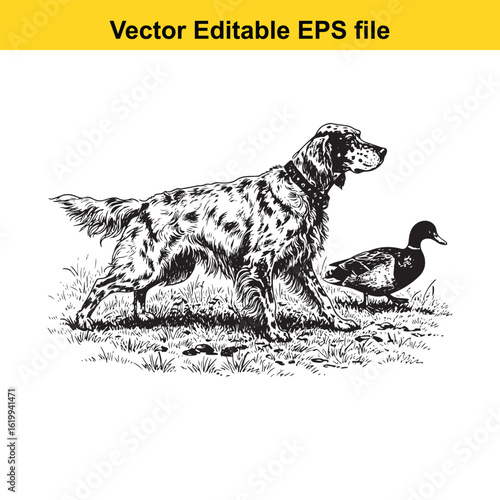 English Setter Vintage Black & White Hunting Dog Illustration with Muller Duck – Standing, Jumping, and Hunting Pose