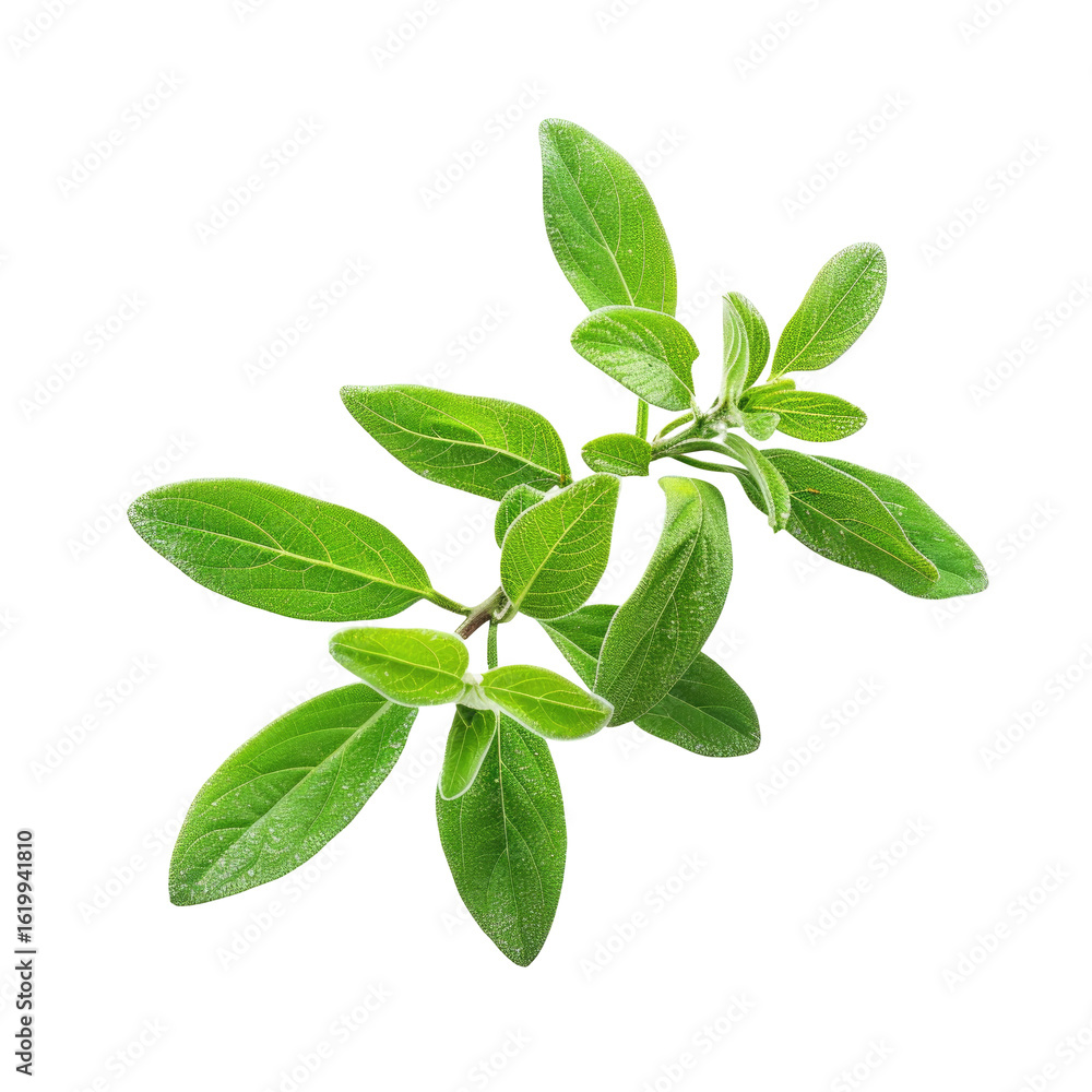 Fresh oregano sprigs, vibrant green leaves Fresh oregano sprigs, vibrant green leaves
