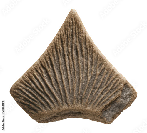 Stegosaurus dorsal plate with triangular shape and grooved surface