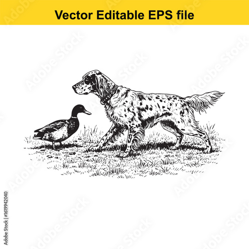 English Setter Vintage Black & White Hunting Dog Illustration with Muller Duck – Standing, Jumping, and Hunting Pose