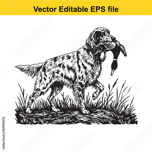 English Setter Vintage Black & White Hunting Dog Illustration with Muller Duck – Standing, Jumping, and Hunting Pose