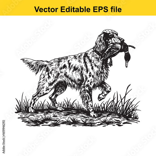 English Setter Vintage Black & White Hunting Dog Illustration with Muller Duck – Standing, Jumping, and Hunting Pose