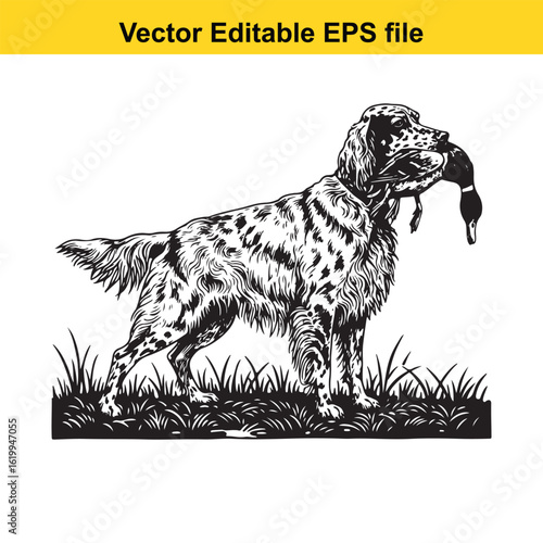 English Setter Vintage Black & White Hunting Dog Illustration with Muller Duck – Standing, Jumping, and Hunting Pose
