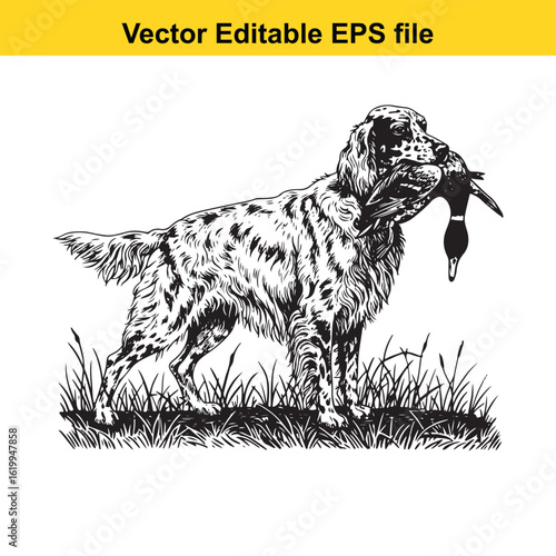 English Setter Vintage Black & White Hunting Dog Illustration with Muller Duck – Standing, Jumping, and Hunting Pose