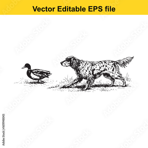 English Setter Vintage Black & White Hunting Dog Illustration with Muller Duck – Standing, Jumping, and Hunting Pose