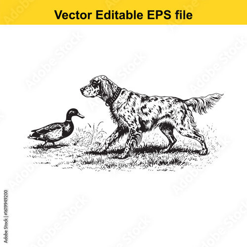 English Setter Vintage Black & White Hunting Dog Illustration with Muller Duck – Standing, Jumping, and Hunting Pose
