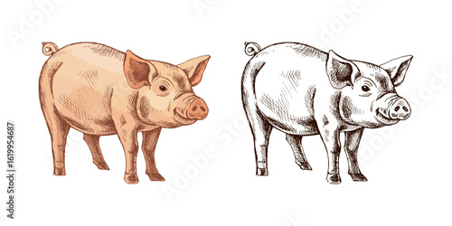 Hand drawn vintage sketch of farm pig in color and monochrome version, isolated vector illustration on white background