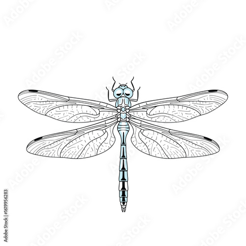 Detailed blue dragonfly illustration with intricate wing veins and body segments for nature study