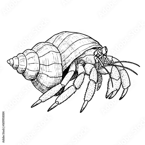Hermit crab engraving, vector illustration, isolated on white background