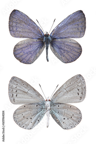 Butterfly. The holly blue (Celastrina argiolus) isolated on white