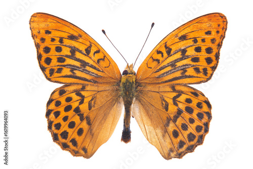 Butterfly - The silver-washed fritillary (Argynnis paphia) isolated on white