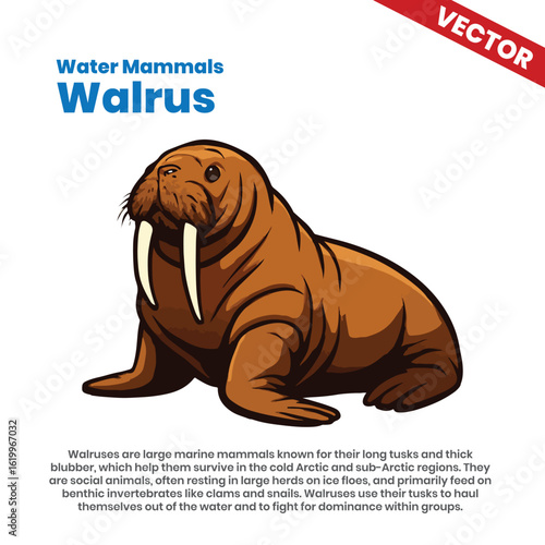Walrus: A Large Marine Mammal Characterized by Its Long Tusks, Thick Blubber, and Social Nature, Often Found Resting on Ice Floes in the Arctic and Sub-Arctic Regions, Known for Its Unique Appearance