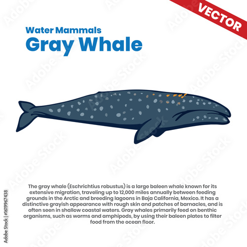 Detailed vector illustration of a Gray Whale, known for its extensive migration, traveling thousands of miles between feeding grounds in the Arctic and breeding lagoons in Baja California