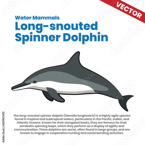 Long-snouted Spinner Dolphin - Known for its elongated snout and acrobatic spins, this dolphin species thrives in tropical and subtropical waters. They are highly social and engage in cooperative hunt