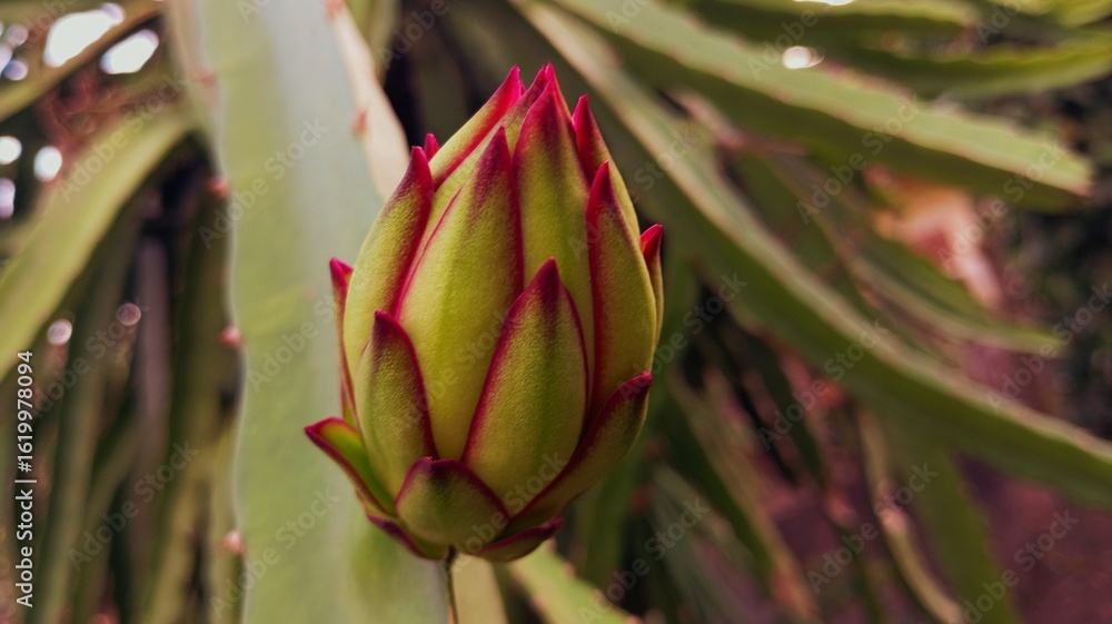Obraz premium close up of a cactus