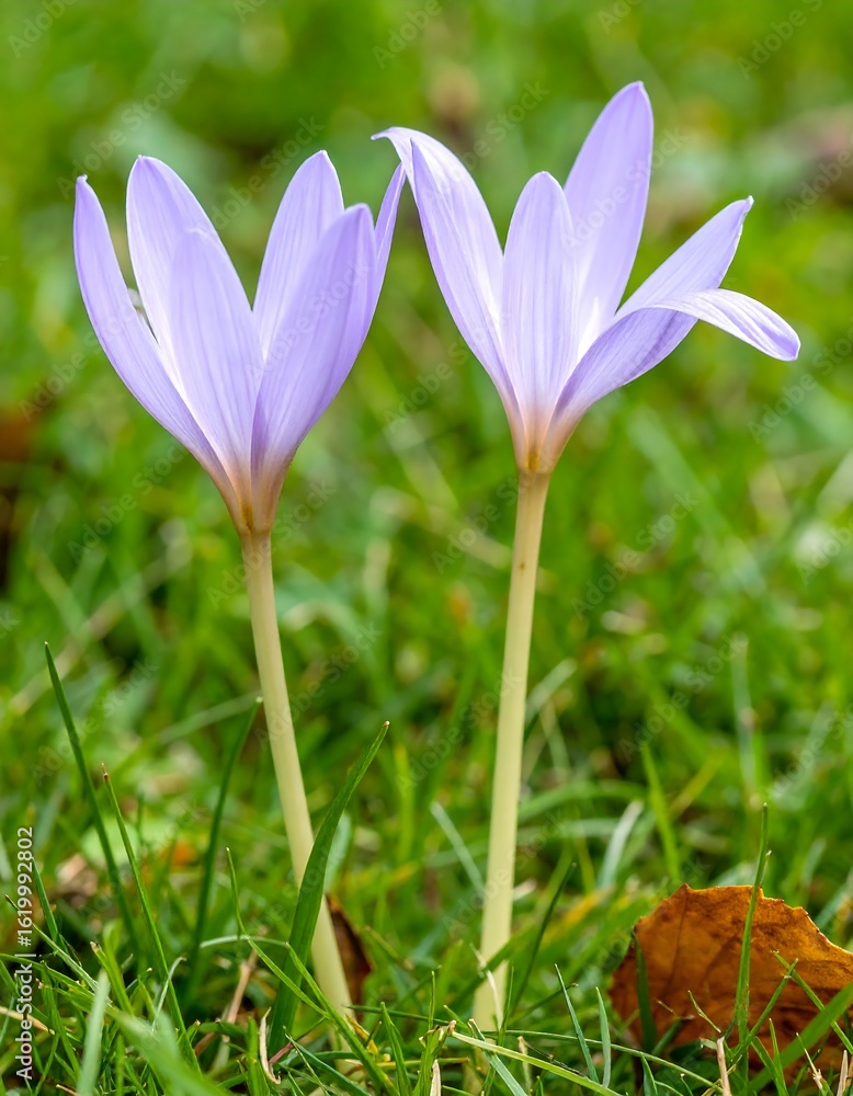 Fototapeta premium Two delicate purple crocuses in grass