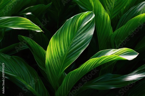 Close-up of vibrant green tropical leaves with striped patterns, bathed in dappled sunlight