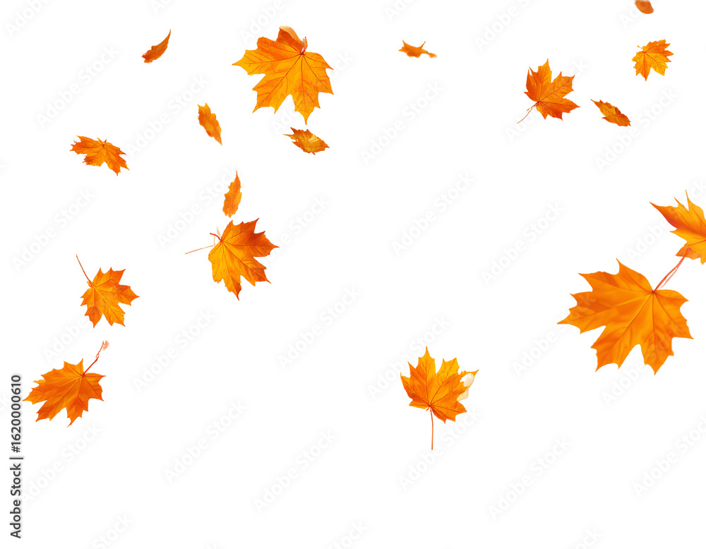 Fototapeta premium Autumn maple leaves falling pack, vector, transparent background 