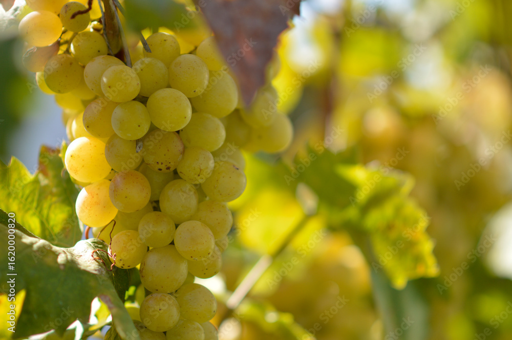 Fototapeta premium colorful ripe grapes in the vineyard close up
