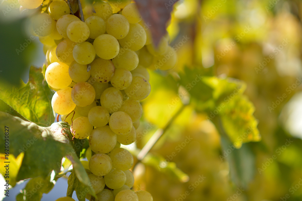 colorful ripe grapes in the vineyard close up colorful ripe grapes in the vineyard close up