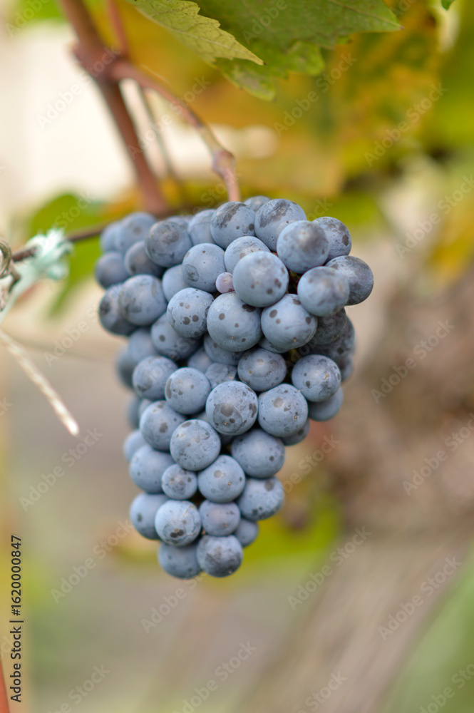 colorful ripe grapes in the vineyard close up colorful ripe grapes in the vineyard close up