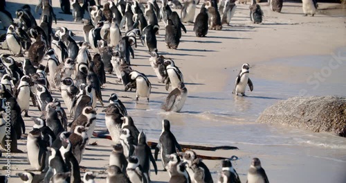 Colony of African penguins stands on sandy shore with foaming ocean waves. Captured at Boulders Beach in South Africa, this nature shot highlights coastal wildlife behavior. 4K wide static shot
