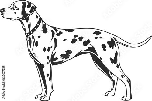 High resolution illustration of a sleek Dalmatian with detailed spots, no background