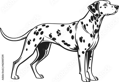 High resolution illustration of a sleek Dalmatian with detailed spots