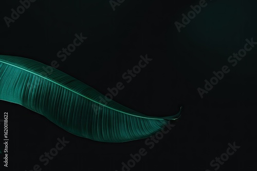 Teal leaf on black background