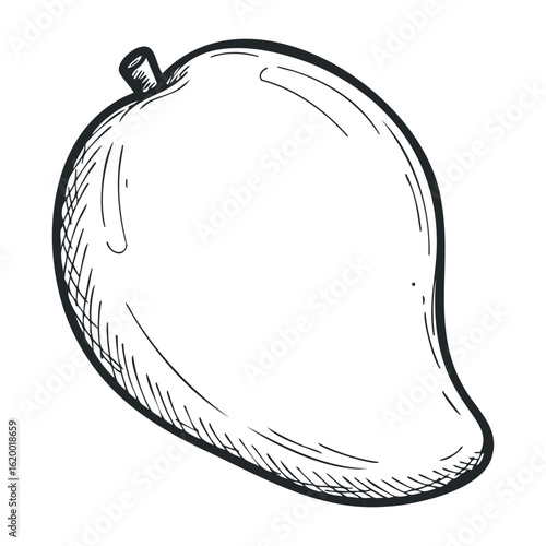 Black and white mango sketch. Vector illustration