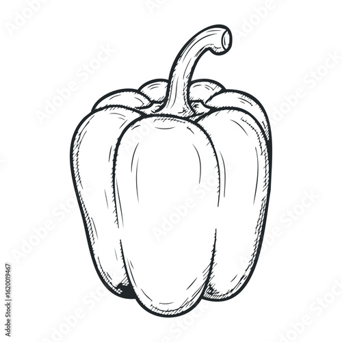 Hand-drawn bell pepper sketch in black and white outline. Vector illustration